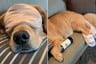 ¡Increíble! Perro duerme con antifaz, pantuflas y una botella de vino en una casa de Estados Unidos