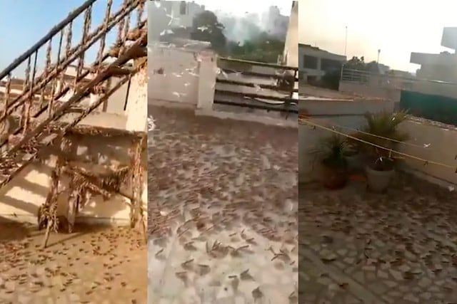 Una enorme plaga de langostas cubrió gran parte de la ciudad de Jaipur, en la India.  | Foto: ViralPress/YouTube