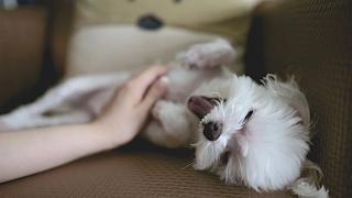 WUF: la inesperada reacción que tiene un perro cuando le hacen masajes