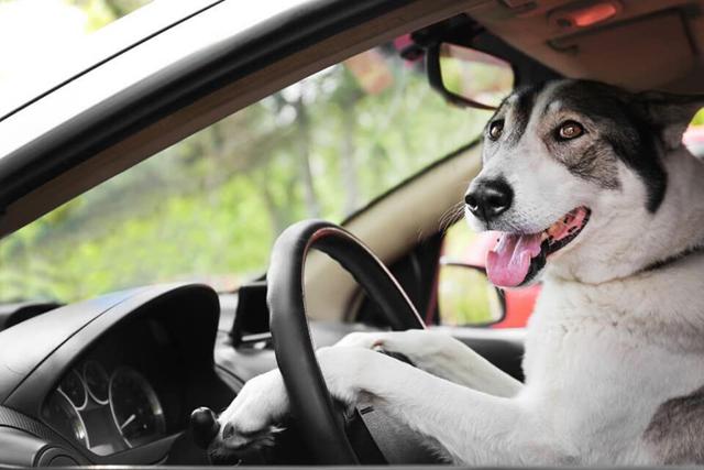 Policías en Estados Unidos no podían salir de su asombro al intervenir un auto y descubrir a un perro detrás del volante, acompañado de su dueño. (Foto: Pixabay/Referencial)