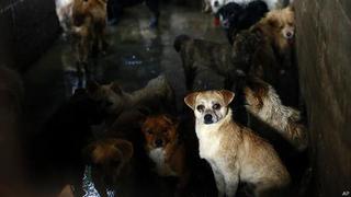 El polémico festival chino en el que se comen 10.000 perros