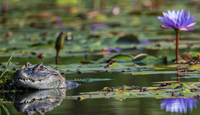 En medio de la pandemia por coronavirus, un caimán es visto descansando en el campo olímpico de golf de Río de Janeiro (Brasil). (EFE/ Antonio Lacerda).