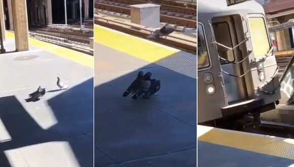 Captan a dos palomas 'asesinas' arrojando a otra a las vías del tren. | FOTO: @justthingsiguesss / TikTok