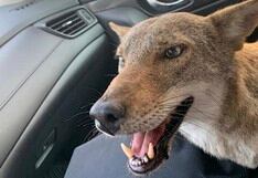 El triste final de ‘Pancho’, el coyote al que confundieron con un perro atropellado