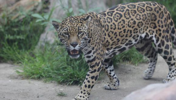 Un jaguar en la Amazonía. Foto: Rhett A. Butler / Mongabay