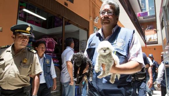 Venta ilegal de mascotas: 10 cachorros fueron rescatados