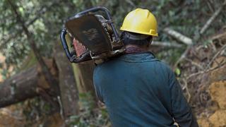 Cuáles son los países del mundo que talan más árboles y por qué hay tres de América Latina entre los primeros