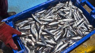 Suspenden pesca artesanal de anchoveta por 10 días por alta presencia de ejemplares juveniles