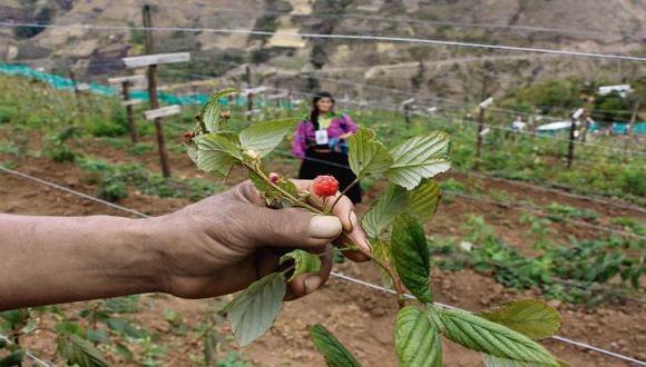 Quechuahablantes salen de la pobreza con cultivo de frambuesa
