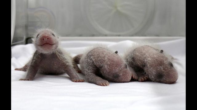 Los primeros 100 días de los únicos panda trillizos del mundo - 1