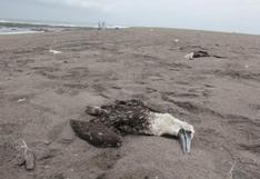 Huarmey: retiran más de 200 aves marinas muertas de playas