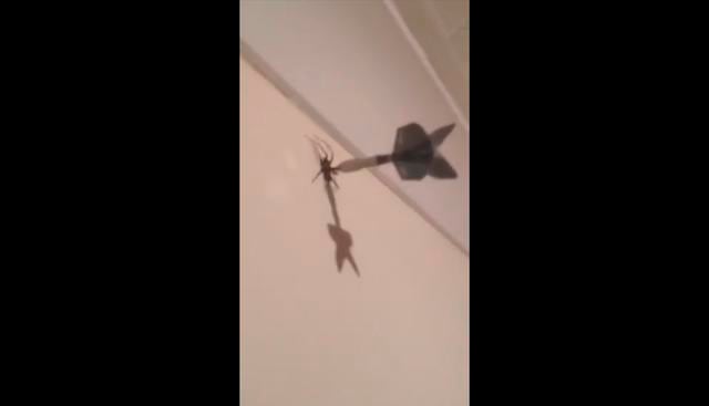 Mata a una enorme araña con un dardo y miles de usuarios en Facebook lo acusan de maltrato animal. (@call584 | Twitter)