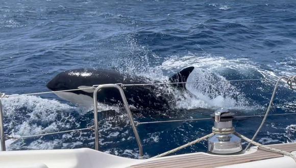 ¿Quién es la orca Gladis y por qué se encuentra atacando barcos? | Foto: SWNS