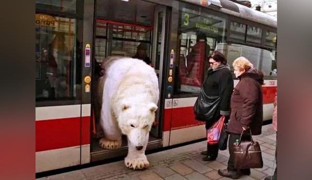 Todos en Facebook se preguntaban cómo hizo un oso polar paa subirse a un bus y la respuesta era más sencilla de la que pensaban. (Fotos: Greenpeace República Checa en Facebook)