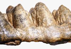 Madre de Dios: descubren que mastodonte de 9,5 millones de años vivió en la selva del Perú
