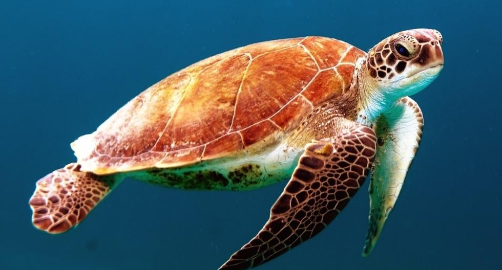 La tortuga pudo volver al mar, felizmente. (Foto: Referencial - Pixabay)