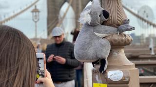 Koalas de peluche invaden Nueva York en solidaridad con Australia