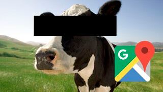 Esta es la curiosa razón por el que Google Maps difumina los rostros de las vacas en la app