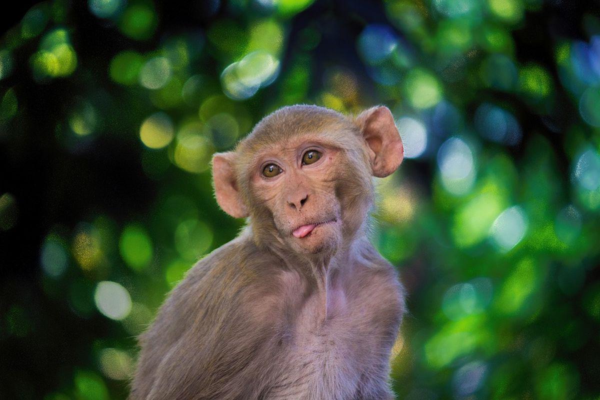 Los análisis se realizaron en macacos Rhesus jóvenes y adultas. (Foto: Pixabay)