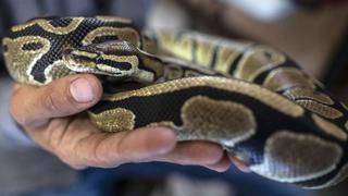 Una serpiente pitón muerde en lo genitales a un hombre que estaba sentado en el inodoro