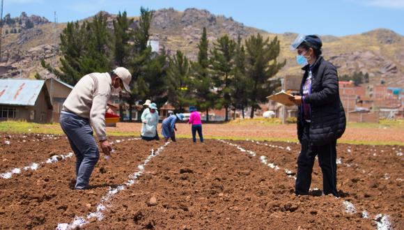 La región de Puno ya cuenta con un banco de germoplasma de quinua instalado por el Instituto Nacional de Innovación Agraria (INIA).