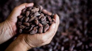 Agricultura prevé repunte de la producción nacional de café