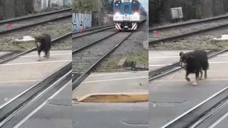 Maquinista del Tren Roca de Buenos Aires evita atropellar a perro que caminaba por las vías