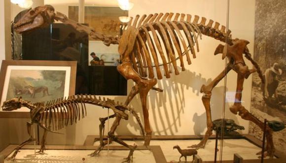 El macrauchenia (esqueleto más grande) vivió en varios países de Sudamérica hace 66 millones de años. (Foto: Museo Natural de Historia de EE.UU.)