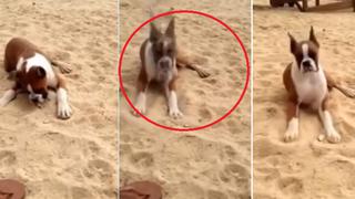 Perro lame un trozo de limón y su reacción hace reír a todos en YouTube