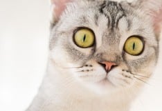 A este gato no le gustan las ardillas y este video viral te muestra por qué