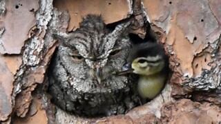 Un búho cuida a un patito como si fuera su propia cría y la razón sorprende a todos