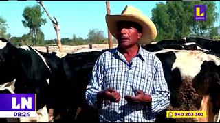 Ganaderos de Arequipa en crisis, rematan sus vacas por alto precio de forraje