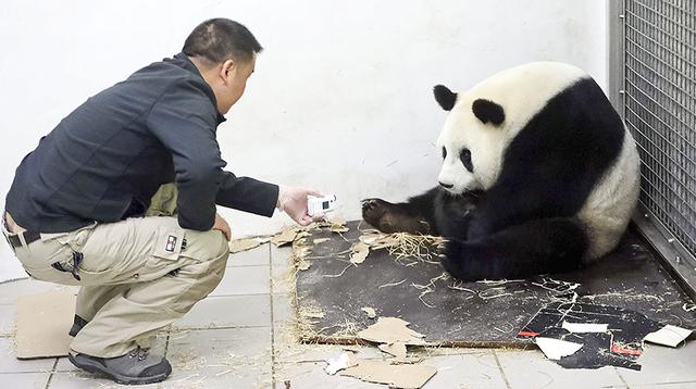 Panda gigante nace en zoológico de Bélgica  - 4