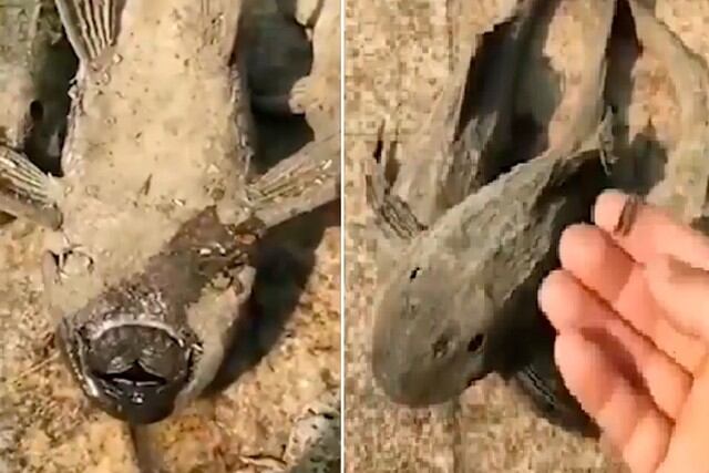 Un hombre halló unos peces fósiles, conocido también por su nombre científico como Hypostomus plecostomus y descubrió algo insólito. (Foto: Mike Wazowski/Facebook)
