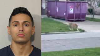 Hombre fue detenido por tener un tigre como mascota en Estados Unidos