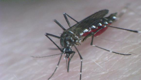 Mosquitos transgénicos combatirán el dengue en Brasil