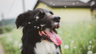 Consultorio WUF: ¿Cómo saber si tu perro tiene “alergia primaveral”?