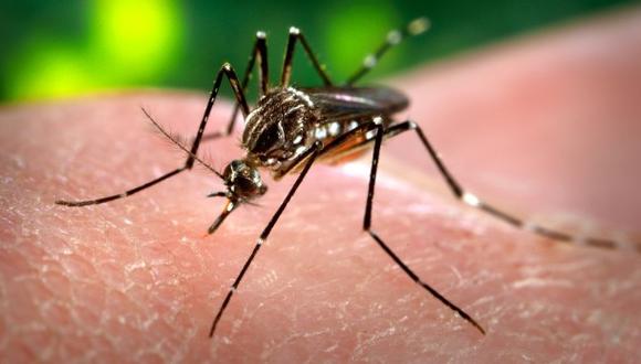 Mosquitos podrían expandir enfermedades letales en Gran Bretaña