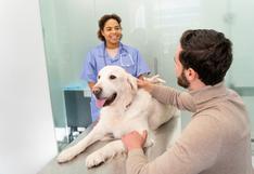 Terapias energéticas para perros: explorando el potencial de la sanación holística en mascotas
