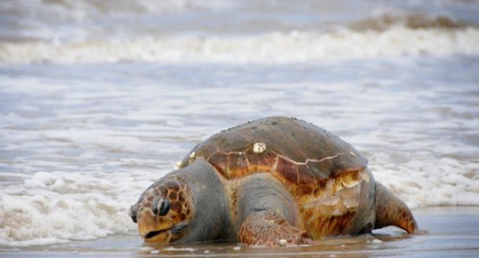 Son siete las tortugas muertas encontradas. (Foto: El Observador)