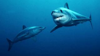 17 especies de tiburones están en peligro de extinción