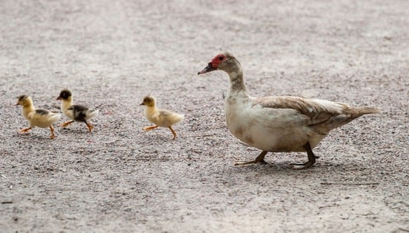 Una familia de patos protagonizó una inusual situación en una carretera de Rusia. (Pixabay)