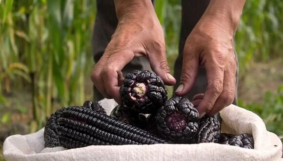 Conoce los mejores tips para quitar las manchas de maíz morado. (Foto: Andina).