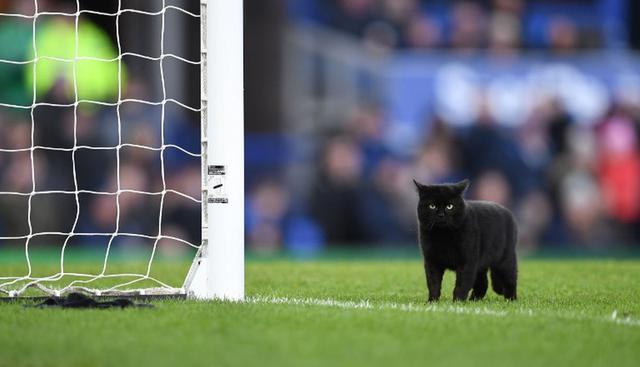 El gato ingresó al campo de juego cuando transcurrían los 67 minutos del partido. (AFP)