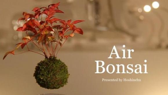 La magia detrás de este bonsái que flota en el aire [VIDEO]