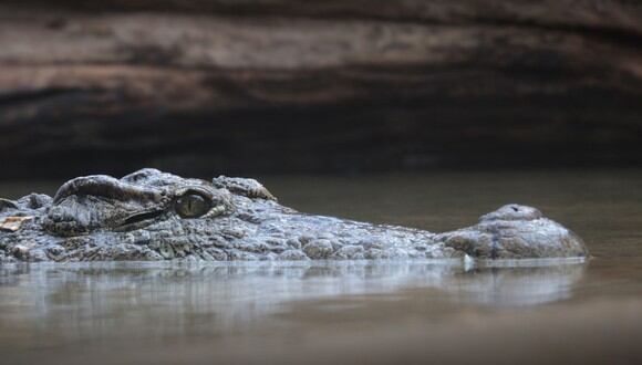 Cazador de cocodrilos se convirtió en la presa de un reptil en Florida. (Foto: S. Hermann & F. Richter / Pixabay)