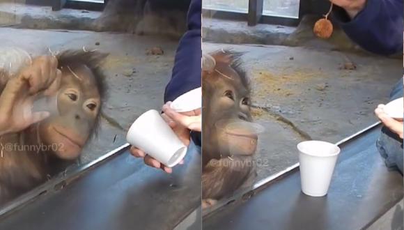Hombre realiza truco de magia a un mono y su reacción te sorprenderá | VIDEO (Foto: TikTok/@funnybr02).