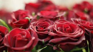 San Valentín: Colombia exportará 500 millones de flores para enamorados de todo el mundo