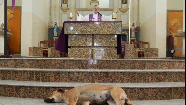 Sacerdote en Brasil realiza su misa dominical en compañía de perros callejeros. ( Foto: Facebook )