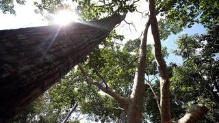 Grupo Dyer y Coriat regresa a la Amazonía con fines forestales